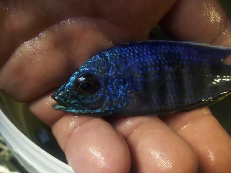 Copadichromis insularis 'Chidunga Rocks'